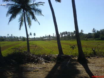 DSC00342