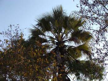 DSC00452