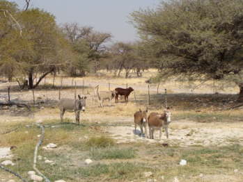 DSC00613