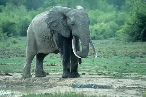 elefant