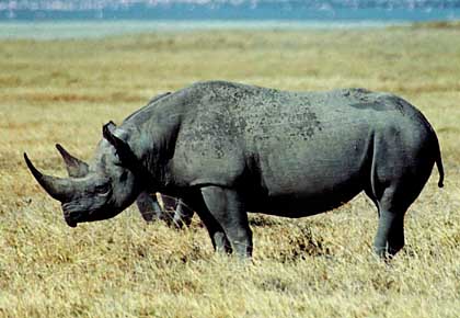 nashorn